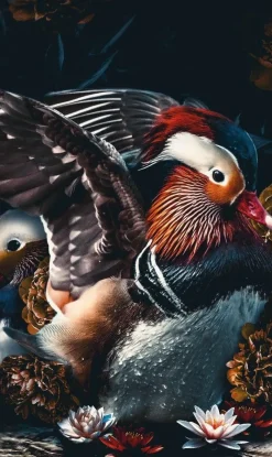 Wandkraft The Mandarin Ducks
