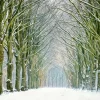 Wandkraft Tunnel of Trees