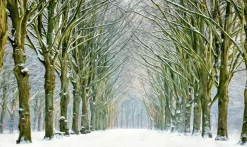 Wandkraft Tunnel of Trees