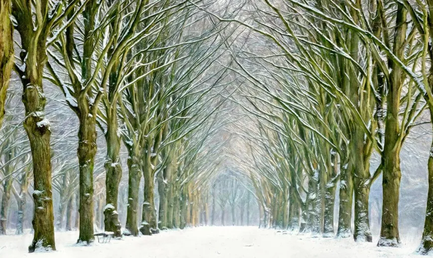 Wandkraft Tunnel of Trees