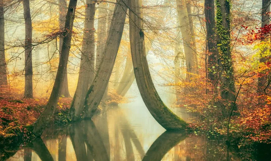 Wandkraft Waterjuffers