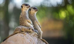 Wandkraft Wildlife 017