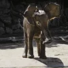 Wandkraft Wildlife 005