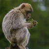 Wandkraft Wildlife 018