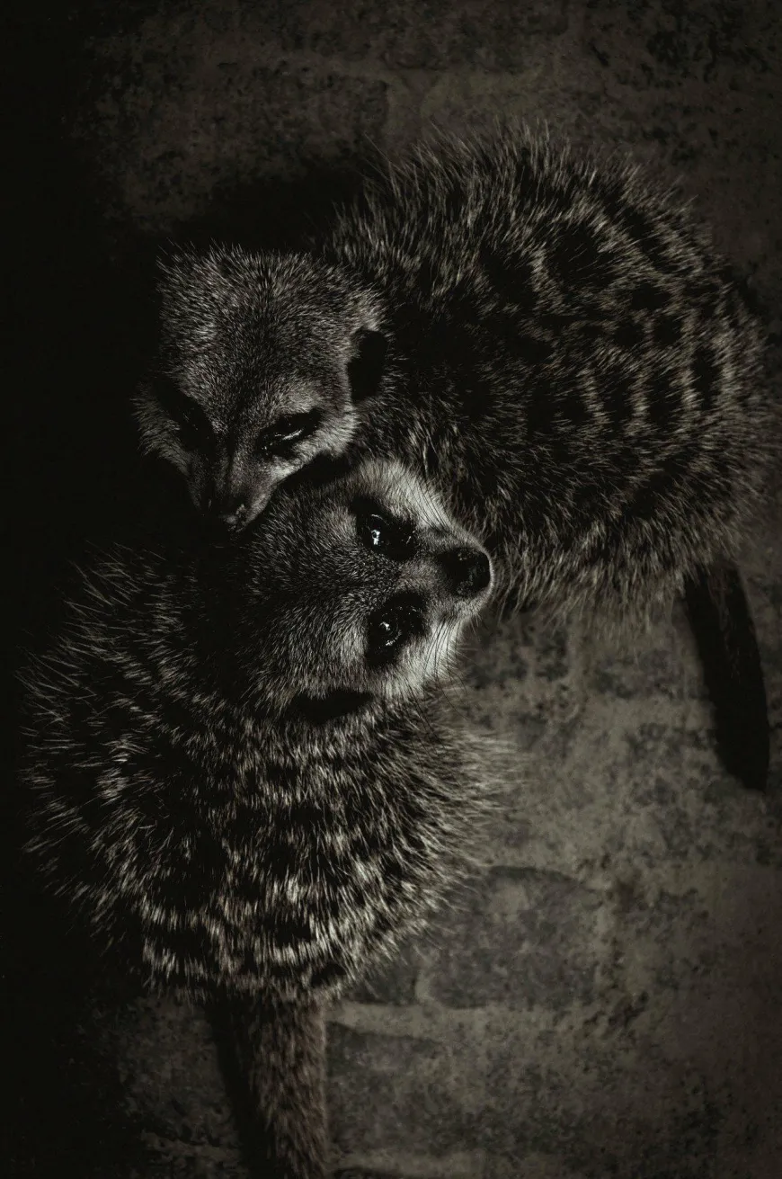 Wandkraft Wildlife 003