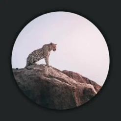 Wandkraft Wildlife 013 rond