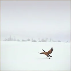 Wandkraft Winter Wonders 000