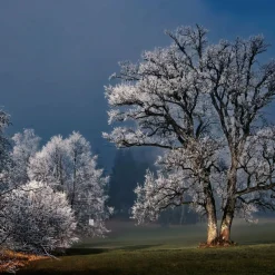 Wandkraft Winter Wonders 007
