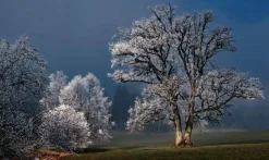 Wandkraft Winter Wonders 007