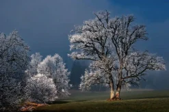 Wandkraft Winter Wonders 007